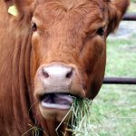 La Dieta del Rumiante
